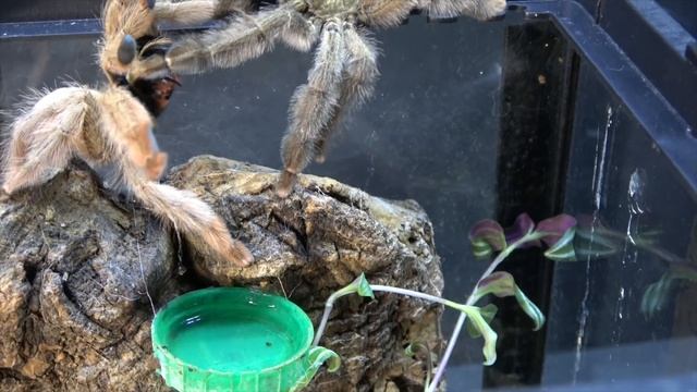 Psalmopoeus Pulcher Panama Blonde  Pairing