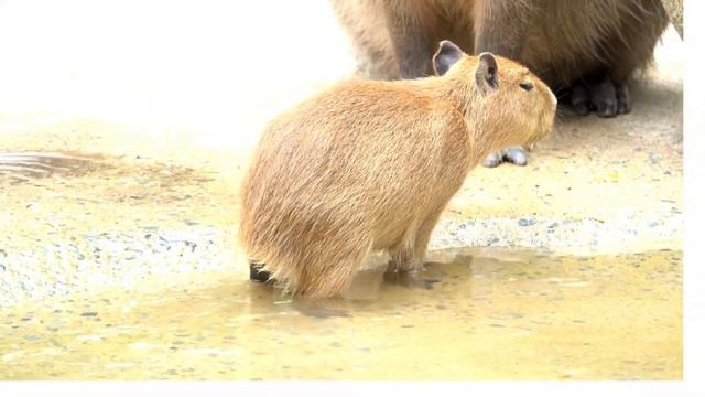 Интересные факты о капибарах смотреть онлайн