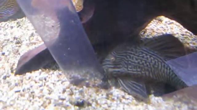 панак смотреть онлайн