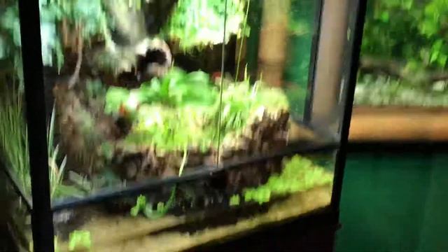 С Илюшенькой в Санкт-Петербургском Океанариуме.11.06.2018 год. смотреть онлайн