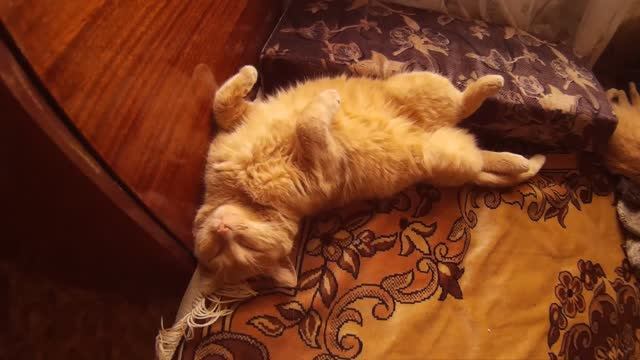 Спящих котиков никогда не бывает достаточно. ещё один кот спит когда ему очень удобно. смотреть онлайн