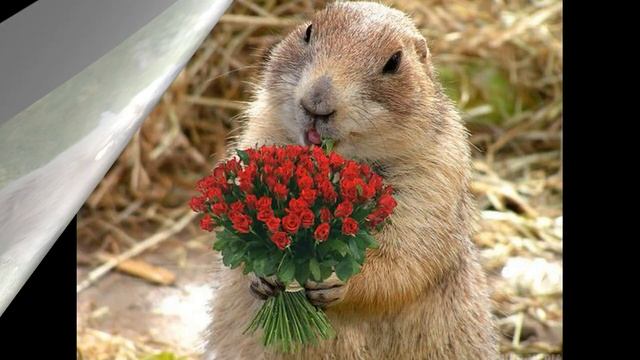 З Днем Бабака!!! смотреть онлайн
