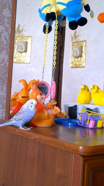 Сидят мои хорошие Чика и Молли смотреть онлайн