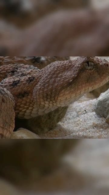 Most dangerous snake in USA #animals #snake #snakevideo #rattlesnakes #americanfacts #facts #fact смотреть онлайн