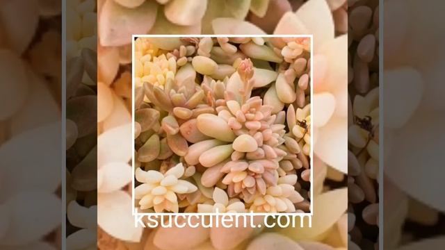 Graptopetalum 'Mirinae' variegata 🌵how to buy Korean succulents. смотреть онлайн