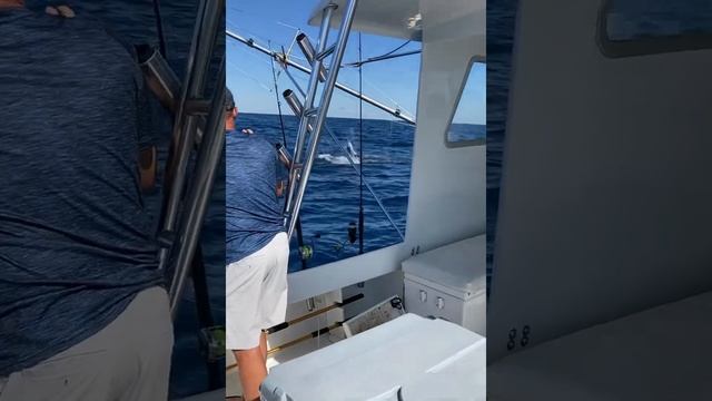 White Marlin Mayhem with an F-15 Fly By! смотреть онлайн