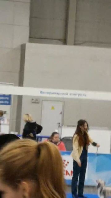 Интернациональная выставка собак РОССИЯ 3.11.2018 смотреть онлайн