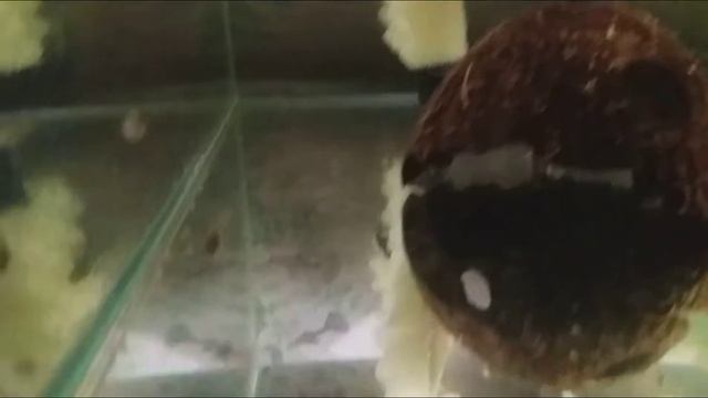 Мальки подросли, которые родились 1.09.18. смотреть онлайн