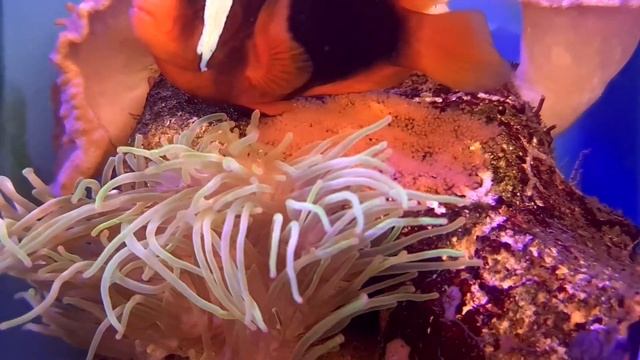 Błazenki pomidorowe Amphiprion frenatus TARŁO смотреть онлайн