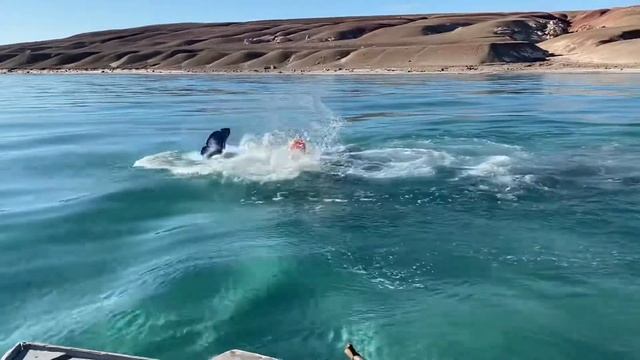 Narwhal смотреть онлайн