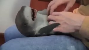 смешная акула