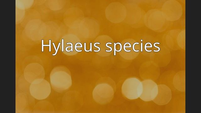 List of Hylaeus species смотреть онлайн