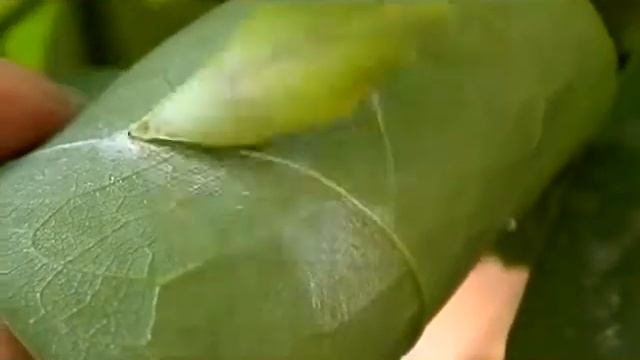 A common jay pupa смотреть онлайн