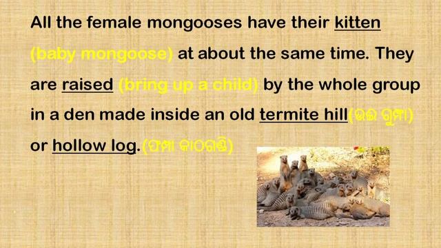 MONGOOSE (PART -1) ENGLISH CLASS - 8 [SGP-1, SGP-2 DETAILED EXPLANATION] смотреть онлайн