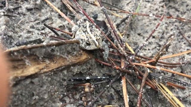 Oak toad, Anaxyrus quercicus смотреть онлайн