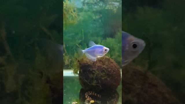 Акантофтальмус Кюля кормление смотреть онлайн