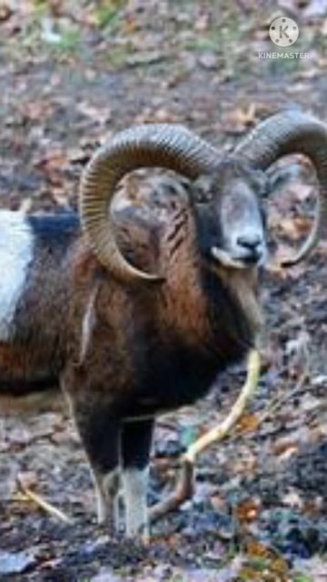 The mouflon มูฟลอน смотреть онлайн