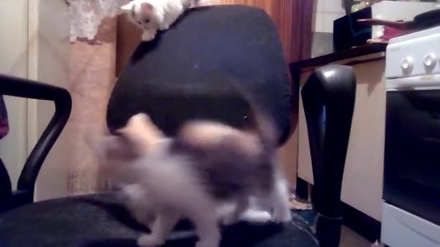 кошачьи игры смотреть онлайн
