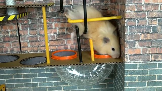 Прохождение лабиринта для хомяка смотреть онлайн