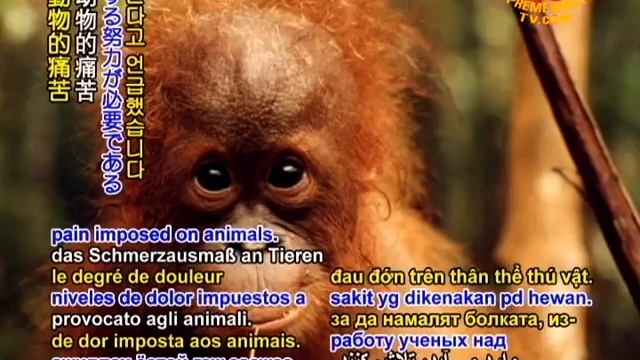 Fewer animals to be used for scientific experiments смотреть онлайн
