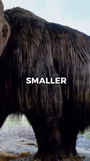 Ancient Giants and Human Connections😮#shorts #mammoth смотреть онлайн