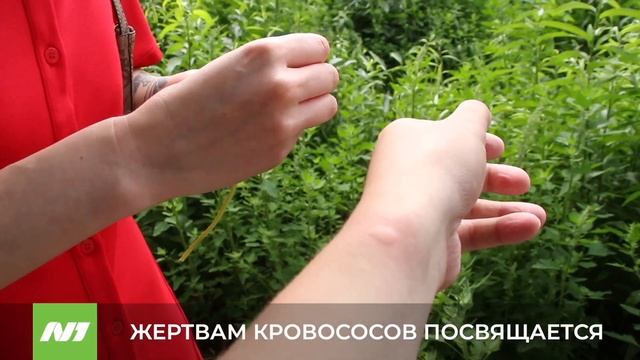 Что делать если искусали комары? Нижневартовск смотреть онлайн