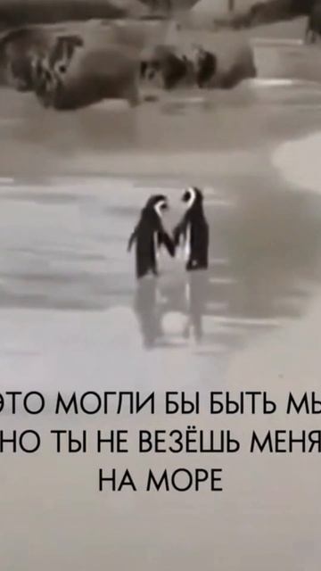 Самые смешные животные!Приколы с котами и собаками!Всем миллион улыбок! Всем веселья! Всем добра! смотреть онлайн