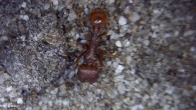 Top 10 most Dangerous ants in the world🌍😱🌎🌏🤯😨|dangerous antsMay be one them is still around you??🤔🧐 смотреть онлайн
