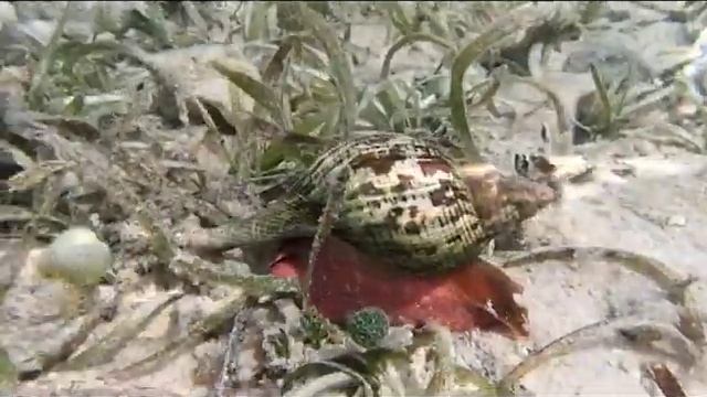 Atlantic Triton смотреть онлайн