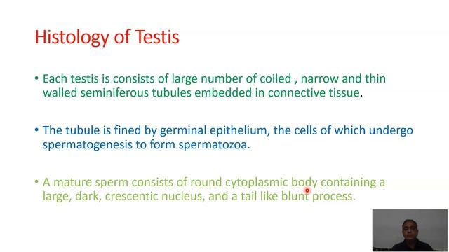 Reproductive system in Palaemon (Prawn) смотреть онлайн