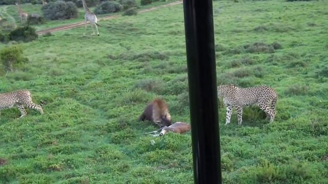 Thieving Hyena смотреть онлайн