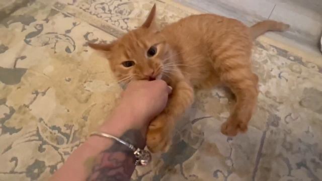 -«ВЫ КУНИЦУ СВОЮ МОЕТЕ? \купили кресло распаковка/ПОРУГАЛАСЬ С РОДНЫМ БРАТОМ смотреть онлайн