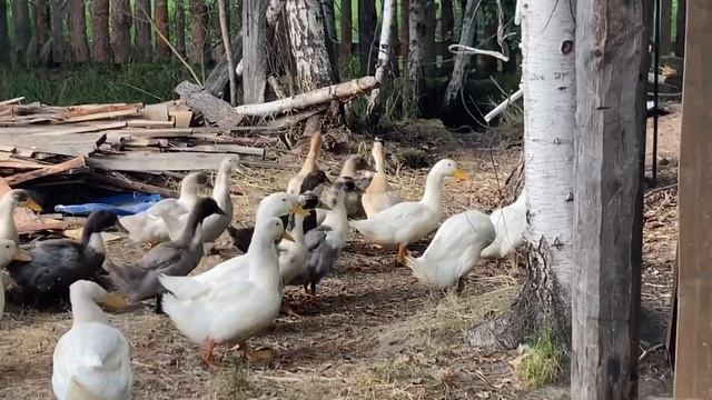 Готовим жильё для жениха / утка с верёвкой смотреть онлайн