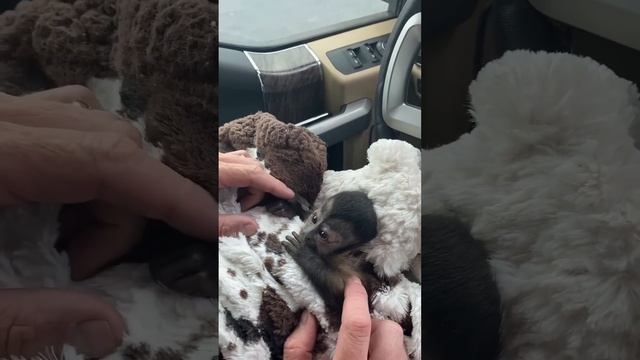 Aww… See Us As Babies💜#fyp #baby #monkey #babymonkey #cute  #beutifull  #capuchin #spidermonkey