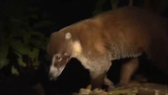 3497 ECUADOR-OLINGUITO смотреть онлайн
