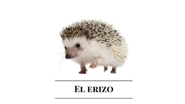 Испанский для детей. Los animales del bosque смотреть онлайн