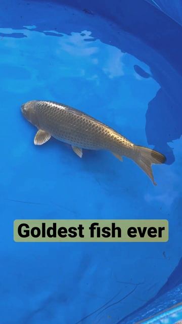 Goldest fish ever🐠 смотреть онлайн