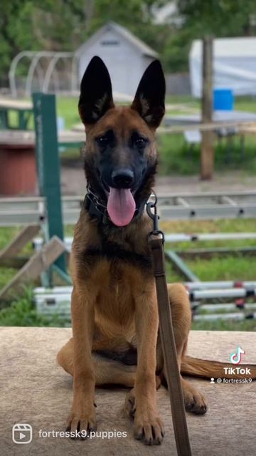 Love this little Dutch Malinois female #malinoislovers #protectiondog смотреть онлайн