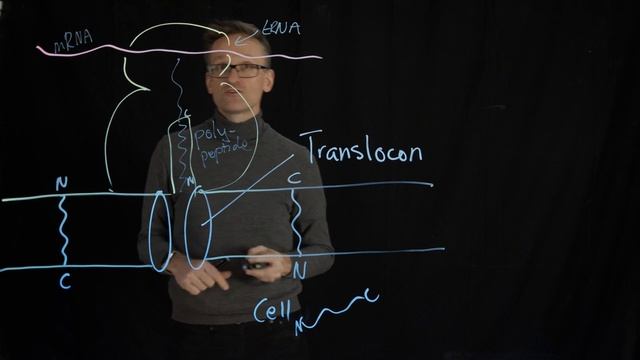 Lecture 08, concept 08: Membrane proteins insert through the translocon смотреть онлайн