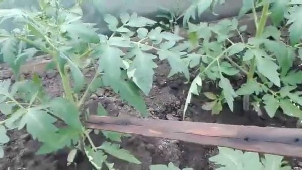 Работаю в теплице / Томат Украинский Гигант / Жизнь в селе.