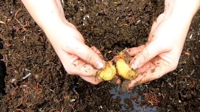 DIY Worm Compost Bin - 3 layers смотреть онлайн