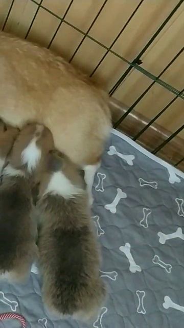 А чем завтракаете Вы? #щенкикорги #куплю_щенка #корги смотреть онлайн