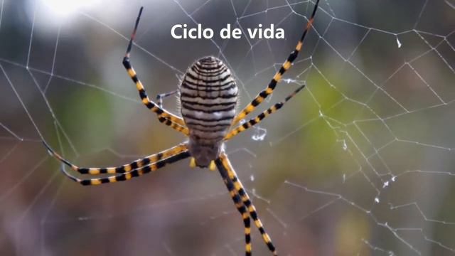 Araña bandeada (Argiope trifasciata) смотреть онлайн