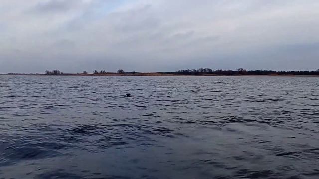 Охота на уток на Днепре ноябрь 2021 смотреть онлайн