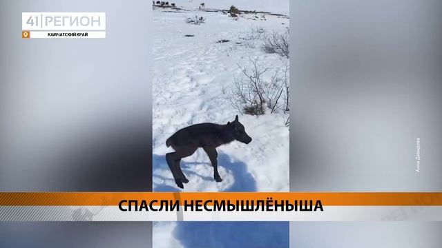 ОЛЕНЁНОК УГОДИЛ В СНЕЖНУЮ ЛОВУШКУ, НО БЫЛ СПАСЁН • НОВОСТИ КАМЧАТКИ смотреть онлайн