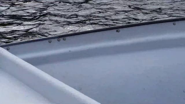 Beluga Hermitage June 18, 2016 смотреть онлайн