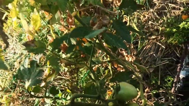 ДВА ДНІ НІЧОГО НЕ ЗБИРАЛА - що зібрала, що зробила смотреть онлайн