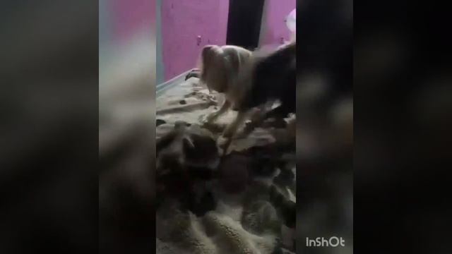 Игривый енот полоскун смотреть онлайн