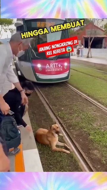 anjing nongkrong di rel kereta 😱#alurcerita #animation #shorts смотреть онлайн