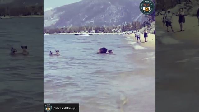 Beat The Heat. #NatureAndHeritage🐯. |Wildlife's| |Wild Animals| |Brown Bear| |Tahoe Lake| Californi смотреть онлайн